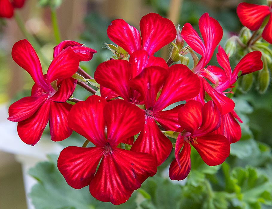 Crimson Stripes