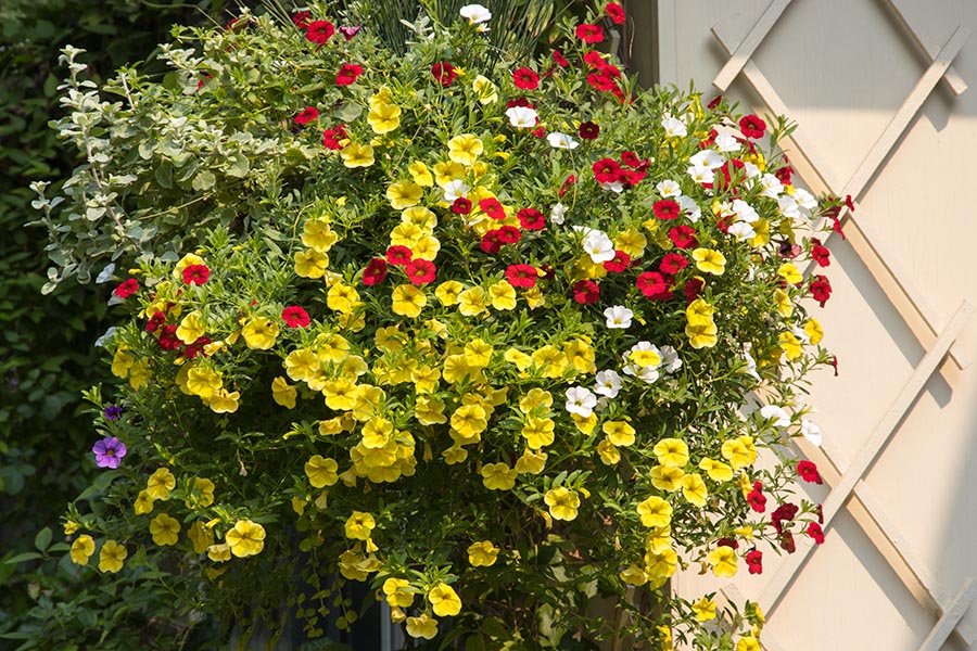 Mother's Day Basket