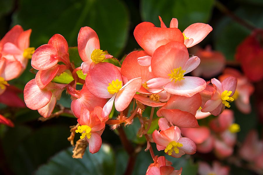 Begonias