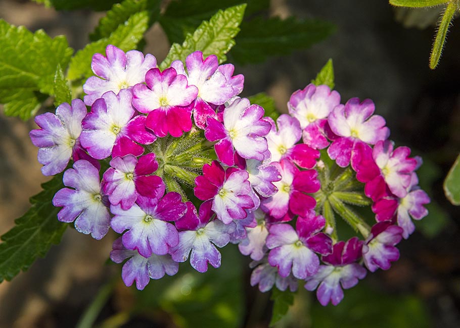 Lantanas