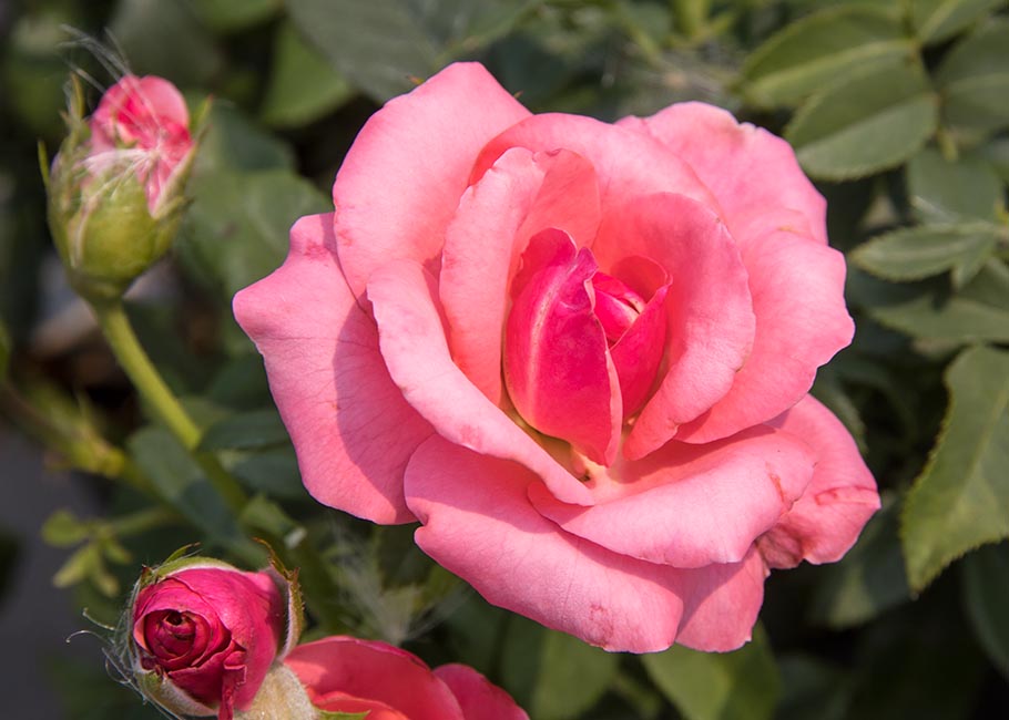 Sunny Rose