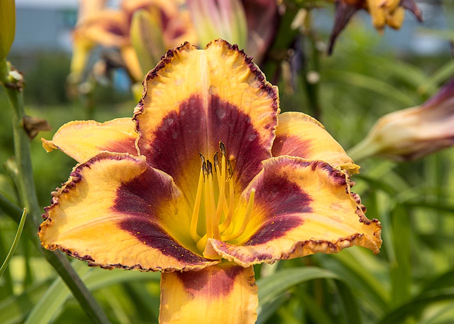 Day Lily