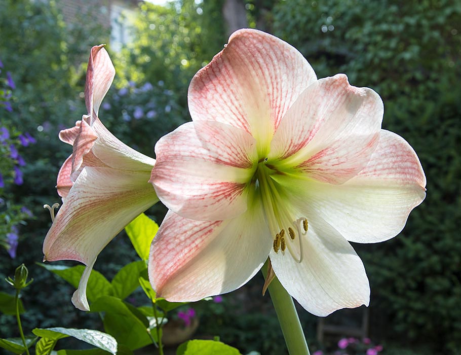 Surprise Bloom