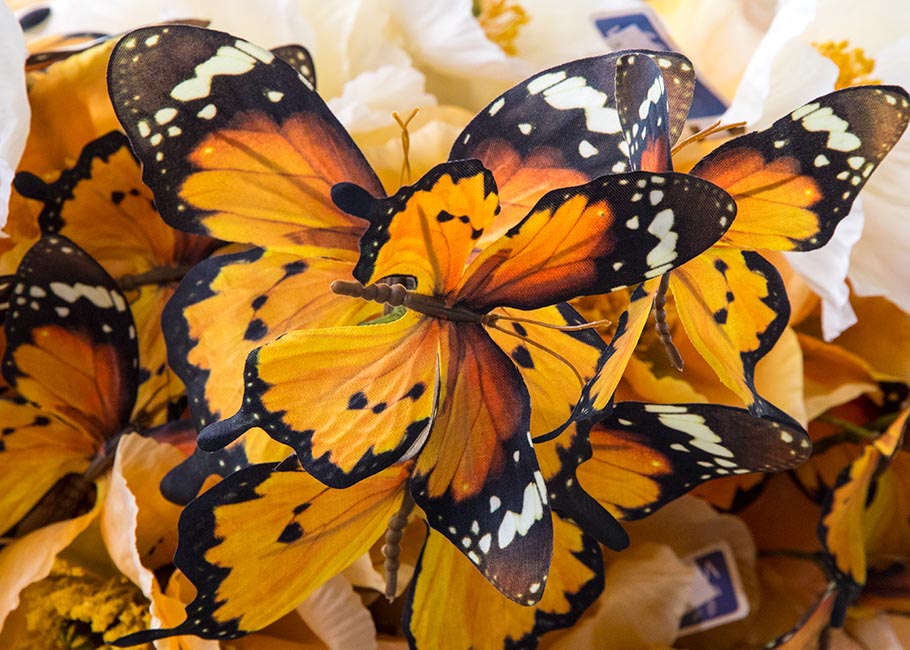 Butterflies