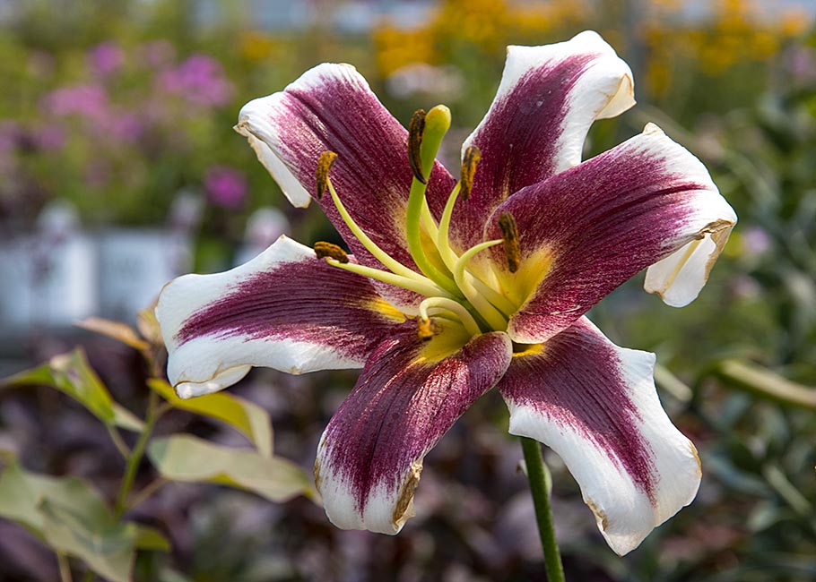 Regal Lily