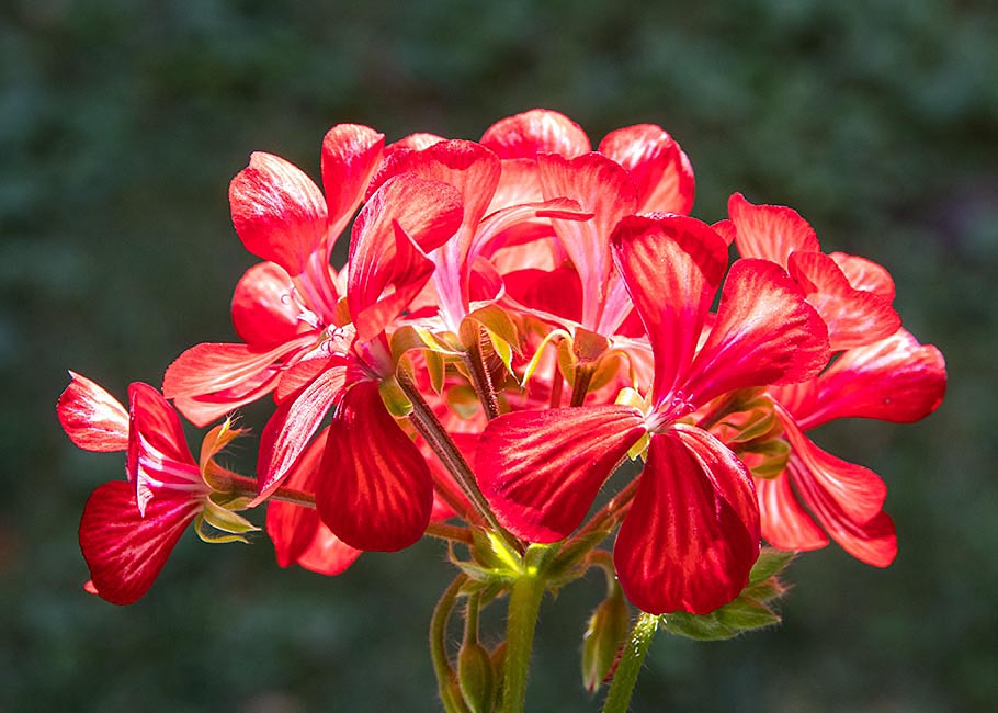 Backlit Geranium