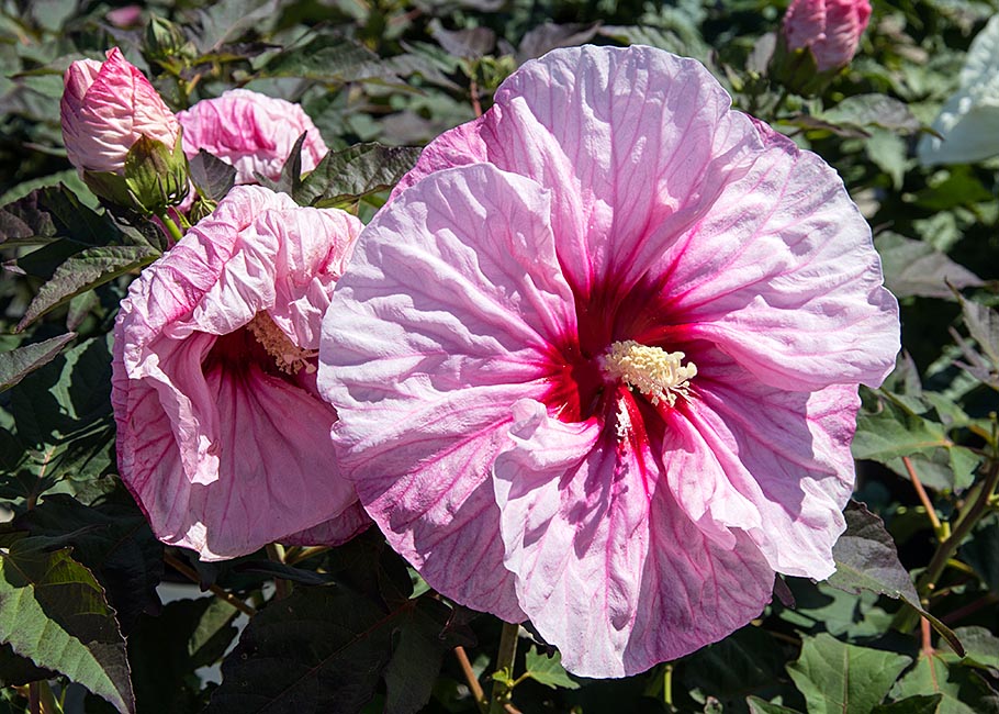 Giant Perennial Garden Hibiscus