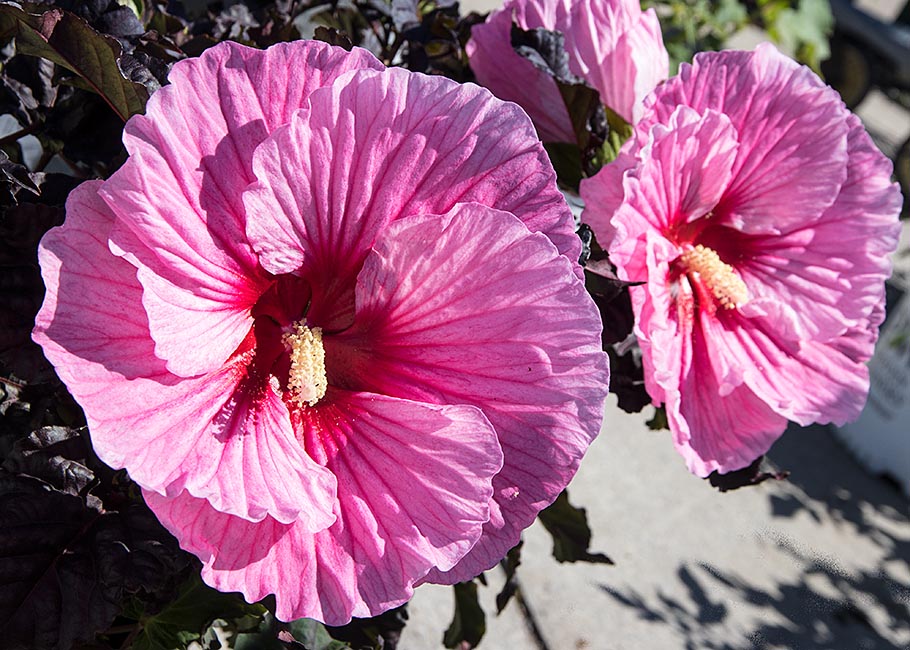 Giant Pink Hibiscus Flowers