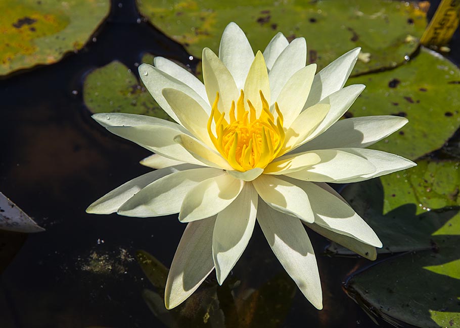 Waterlily