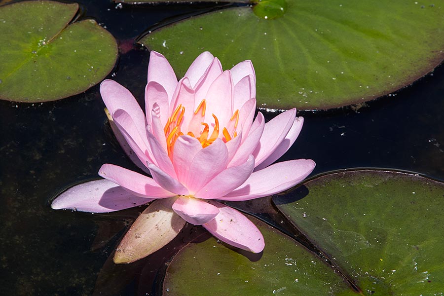 Pink Water Lily