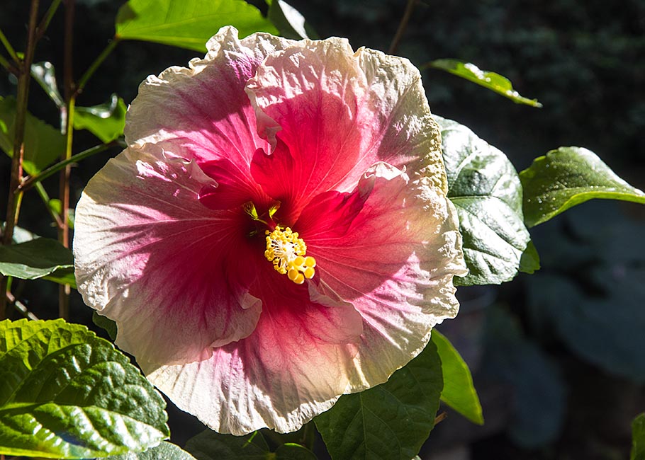 Ruffles in the Sun
