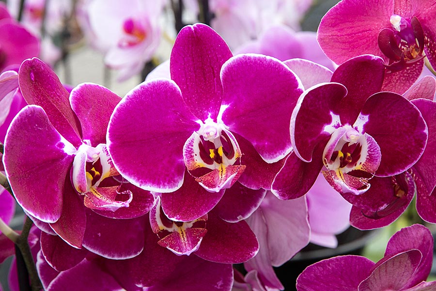 Pink Moth Orchids