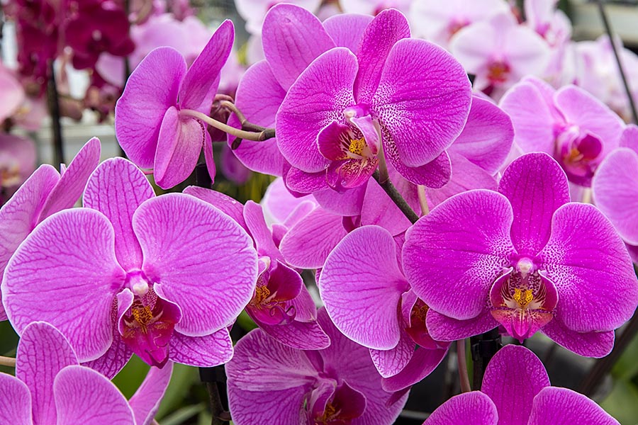 More Pink Orchids