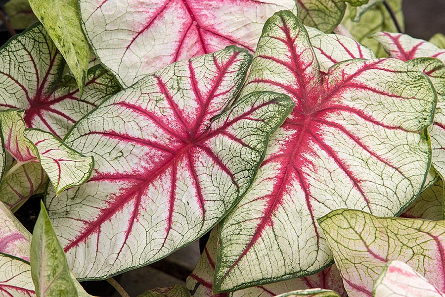 Red Veins