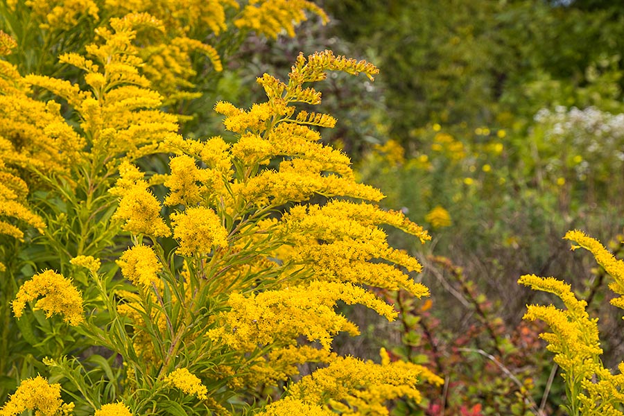 Goldenrod Time