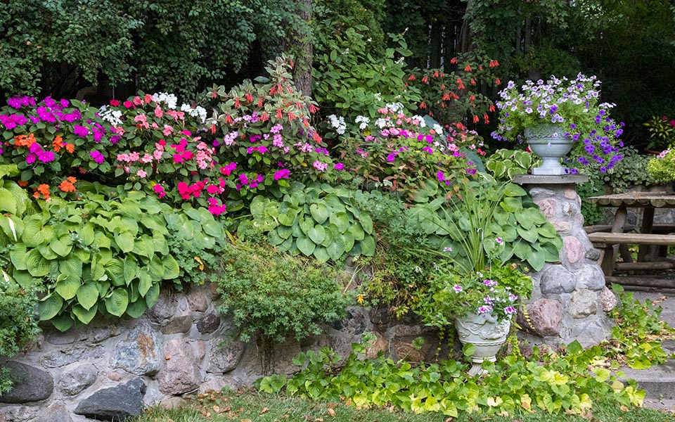 Rows of Impatiens