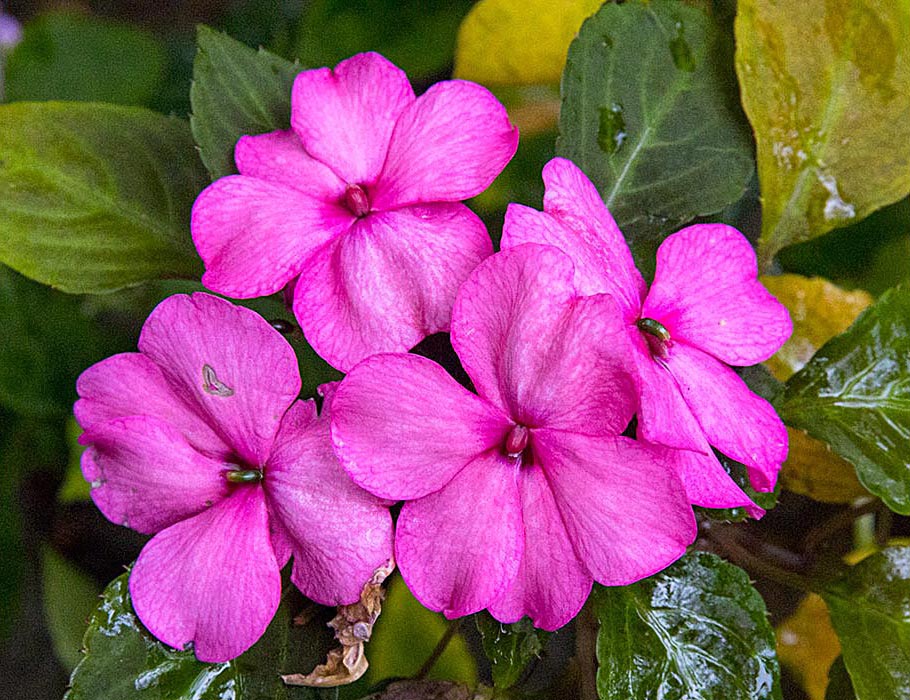 Almost Perfect Blooms