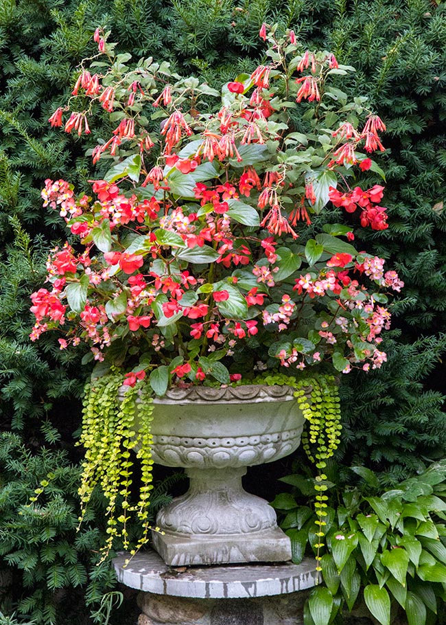 Begonia Bouquet