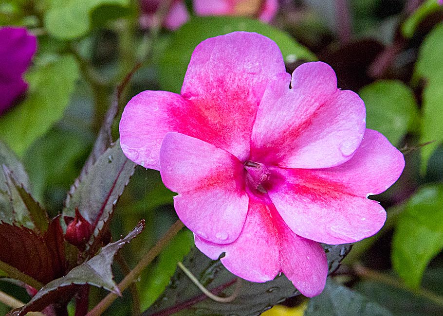 After the Rain