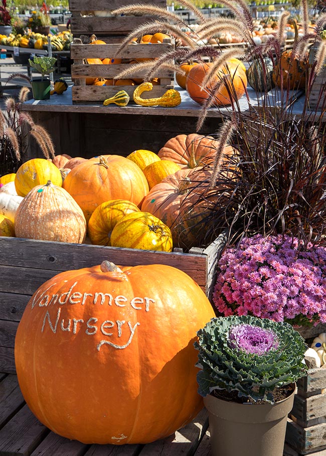 Pumpkin Time at Vandermeer