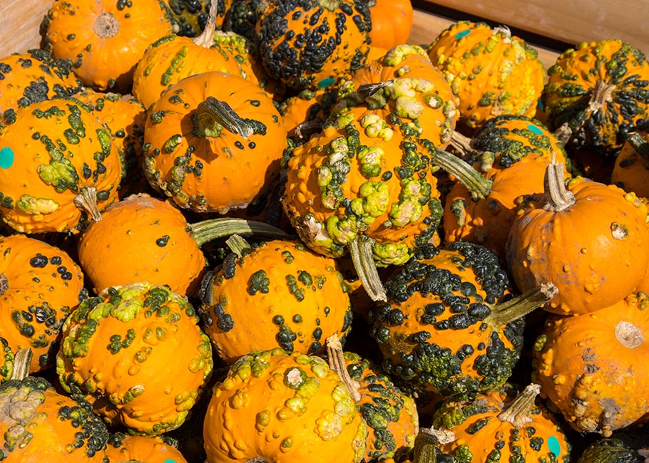 Warty Gourds