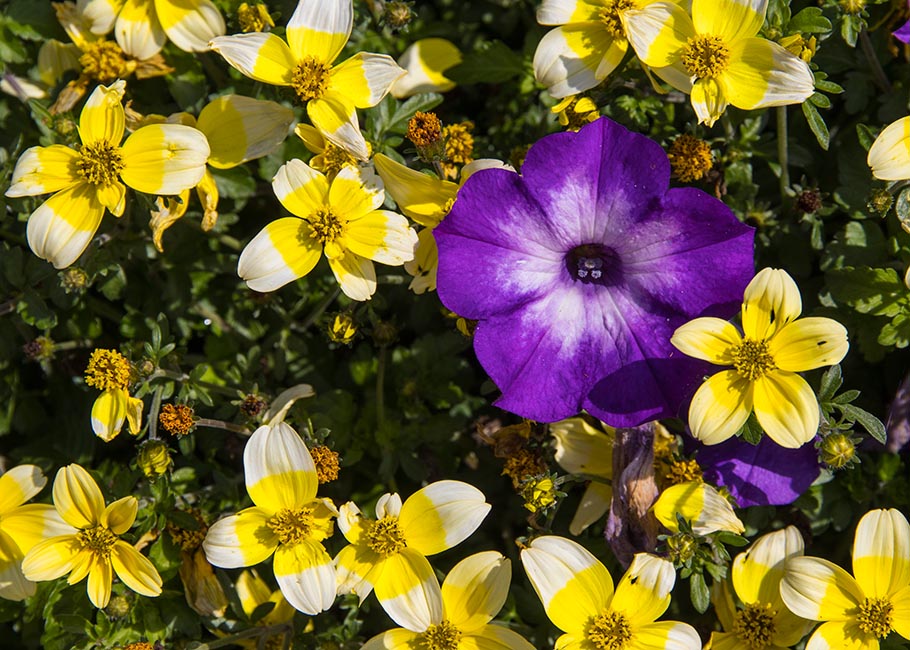Contrasting Colours