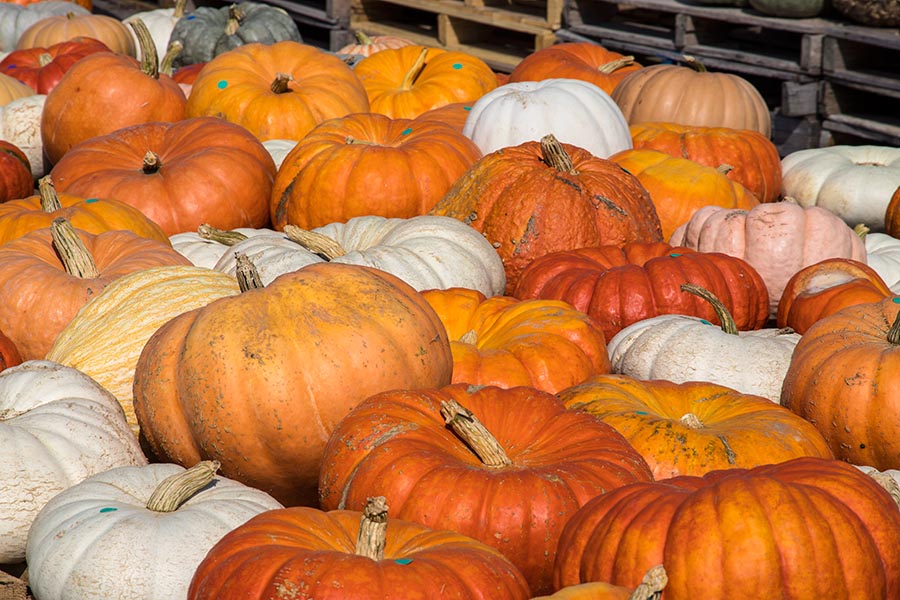 Pumpkins