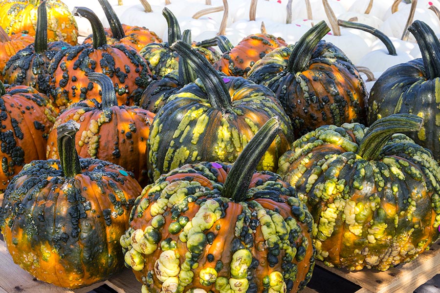 Warty Pumpkins