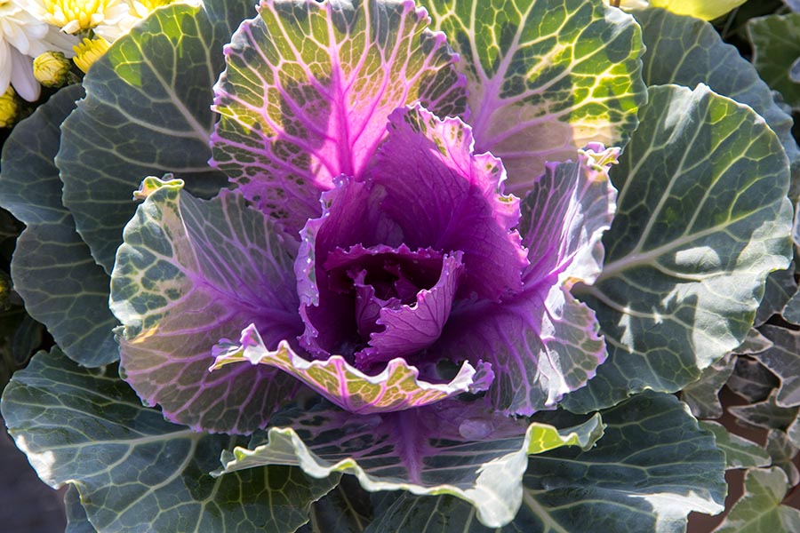 Ornamental Cabbage