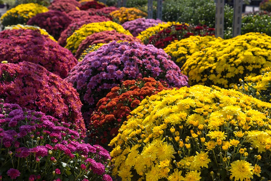 Mounds of Mums