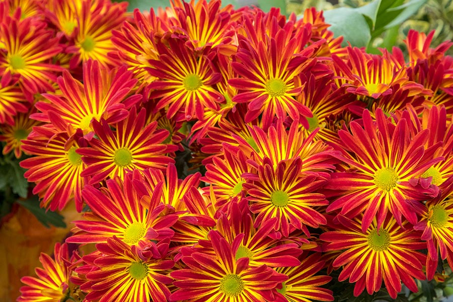 Star Bursts