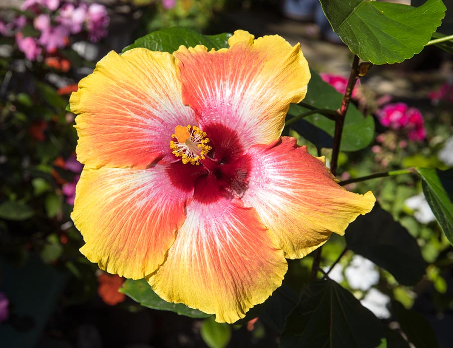 A Hibiscus in Bloom (finally)