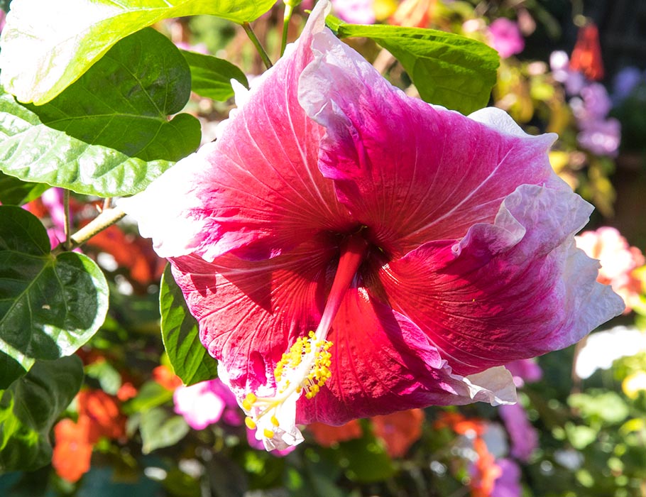 Another Hibiscus