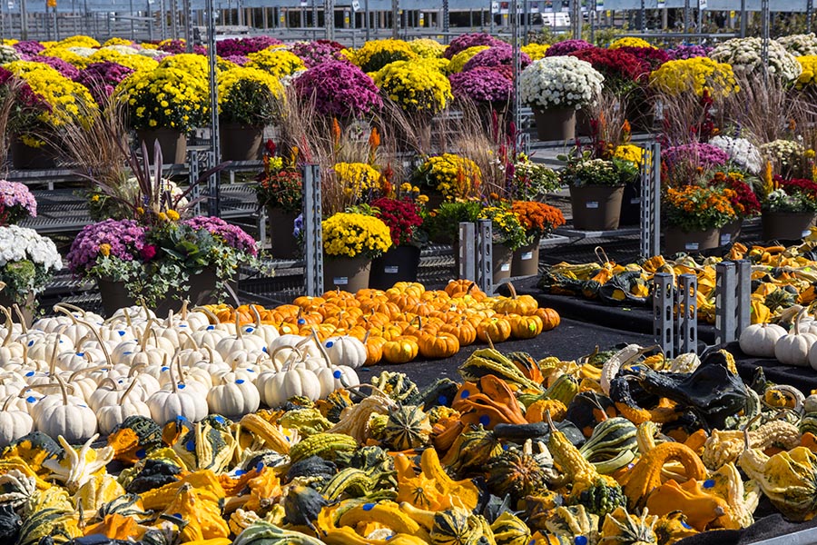 Mums & Gourds