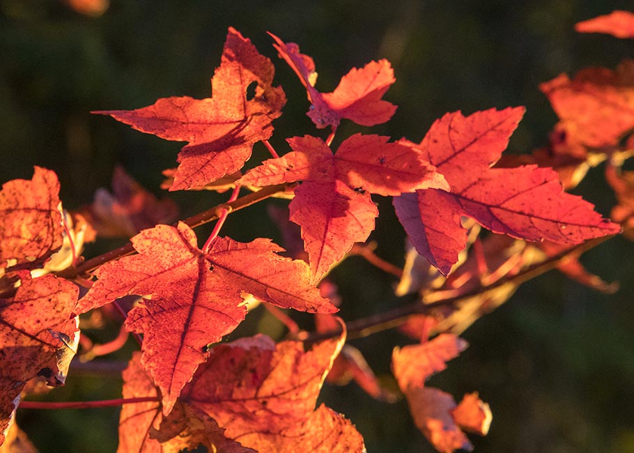 Maples in the Evening Sun