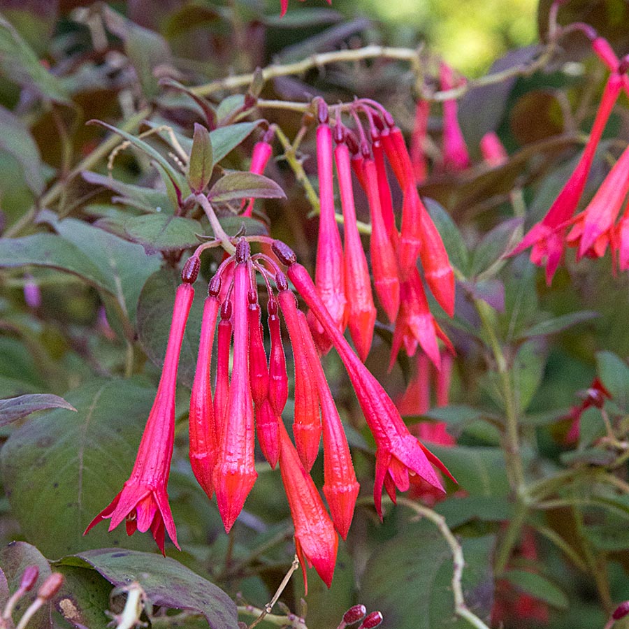 the Last Fuchsias - before repotting and pruning them all back for the winter
