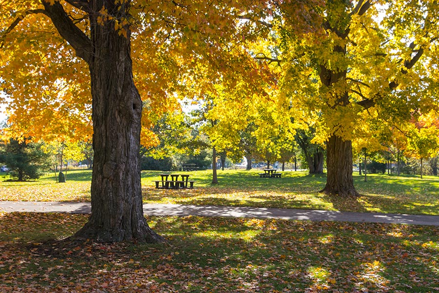Crisp Autumn Morning