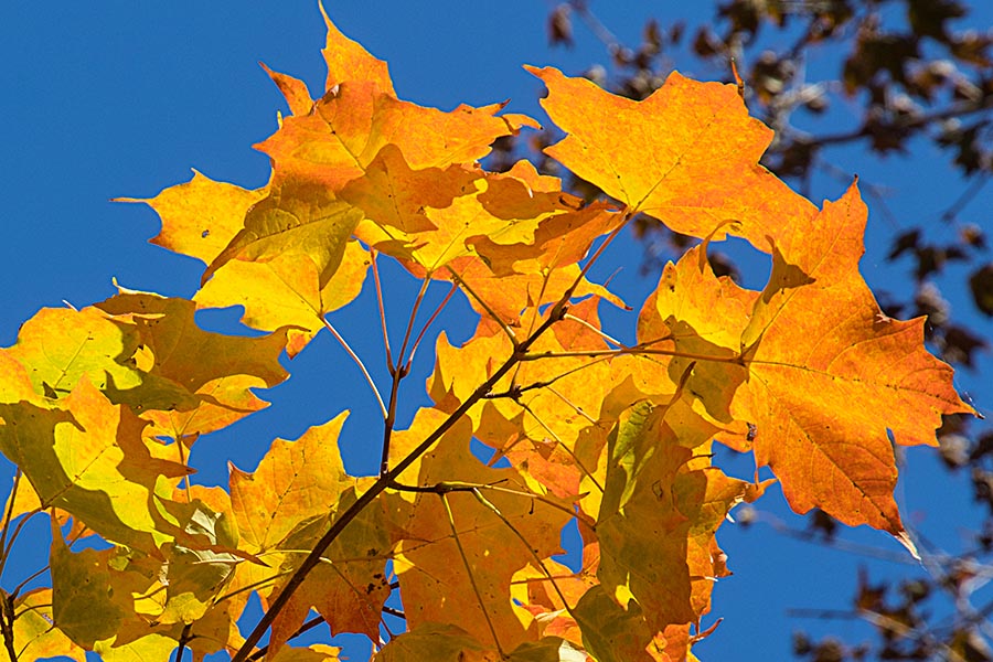 Bright against a Blue Sky