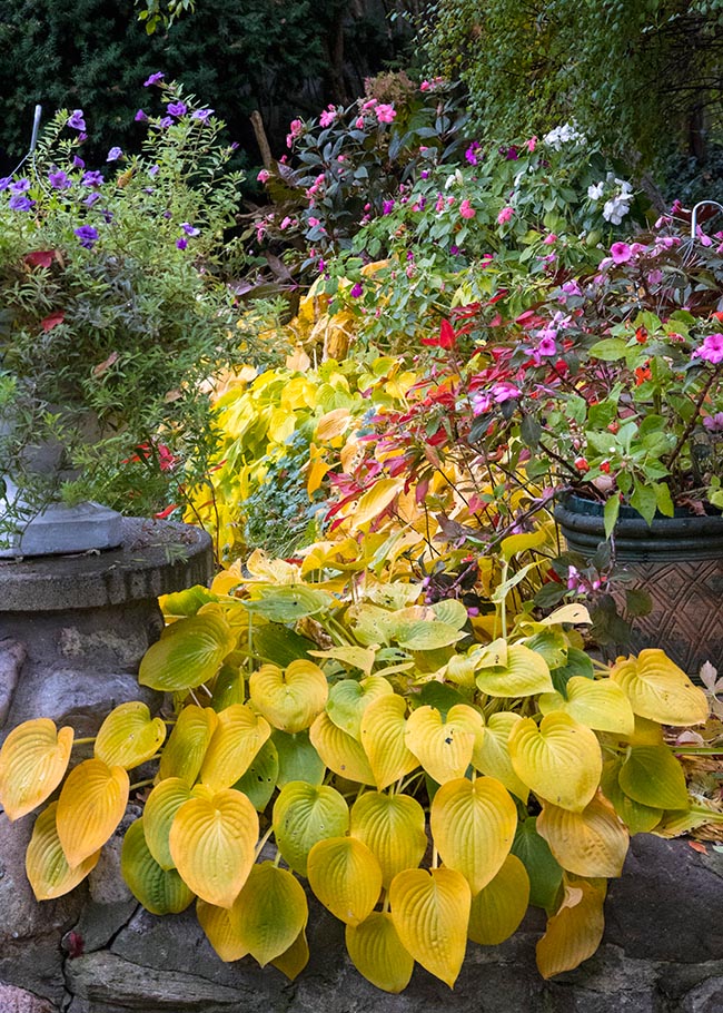 Autumn Gold
