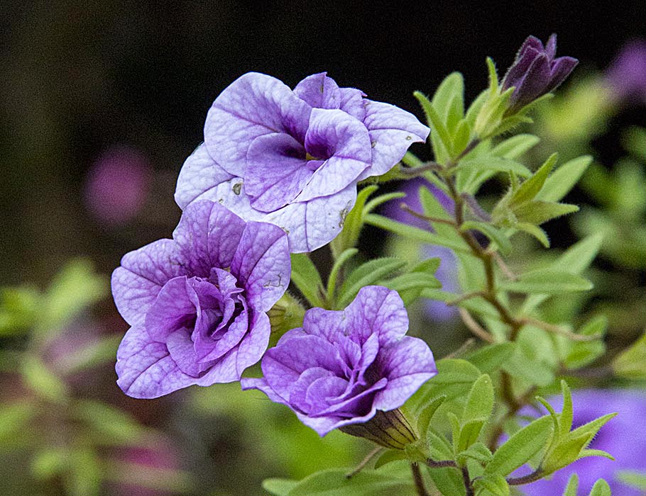 Still a Few Flowers Blooming