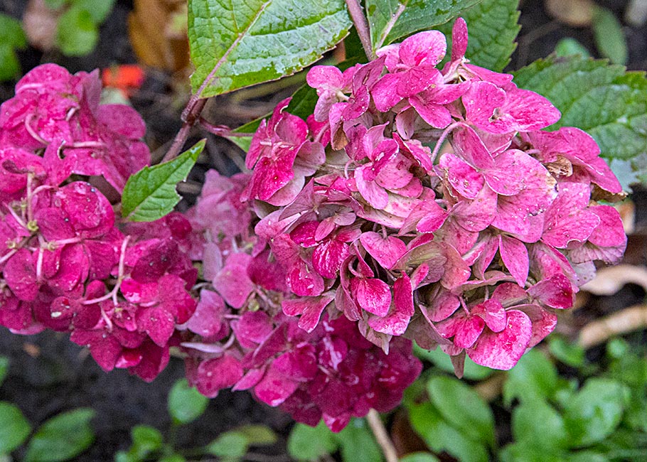 Spent Hydrangea