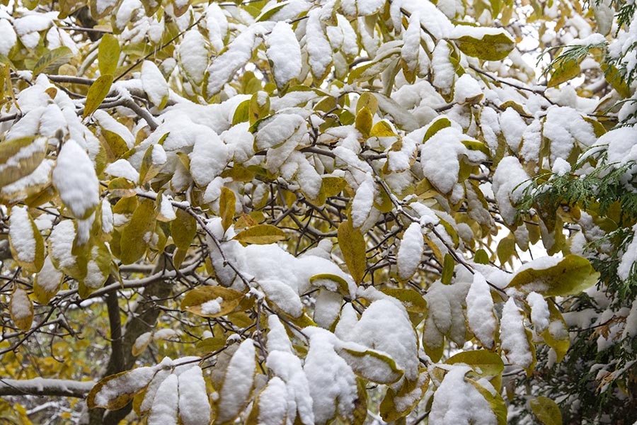 Leaves Ladden with Snow