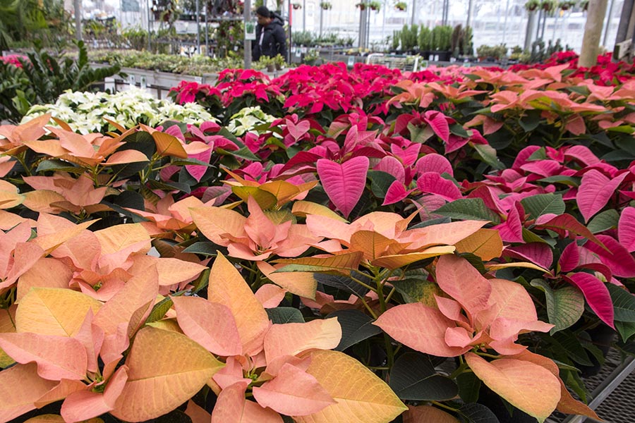 Poinsettia Time