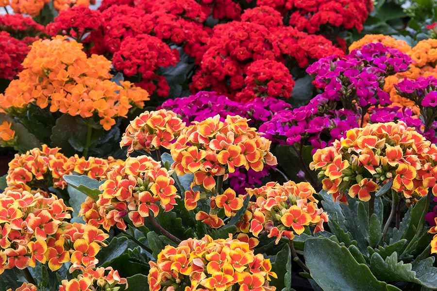 Colourful Kalanchoe