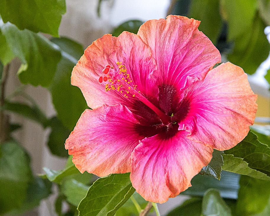 the Last Hibiscus?