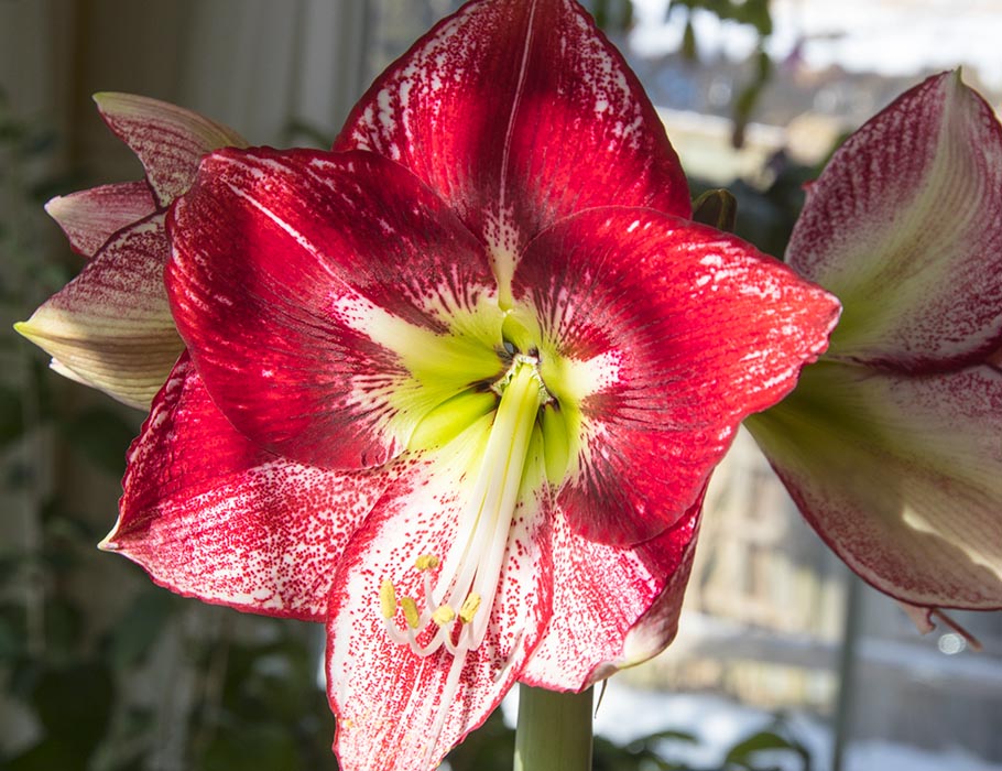 Christmas Amaryllis