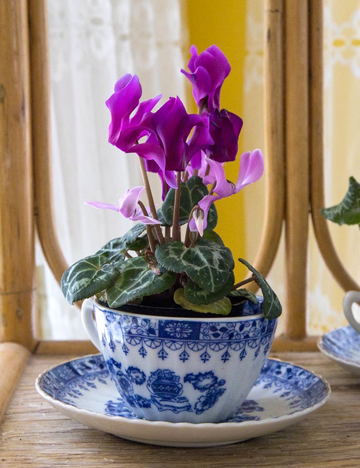 Mini Cyclamen