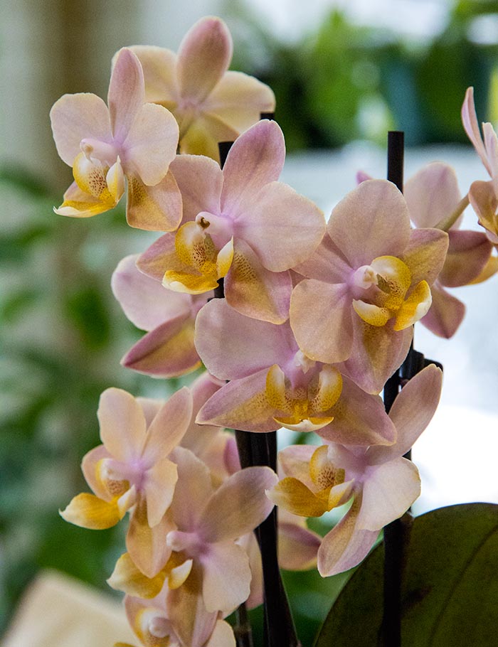 Mini Orchid