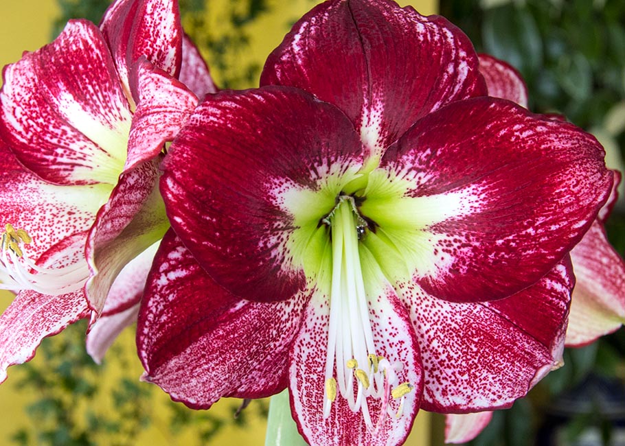 Round Two of the Christmas Amaryllis