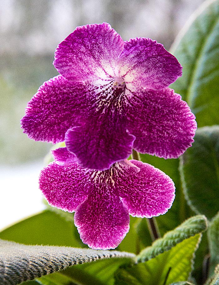 First Streptocarpus to Bloom